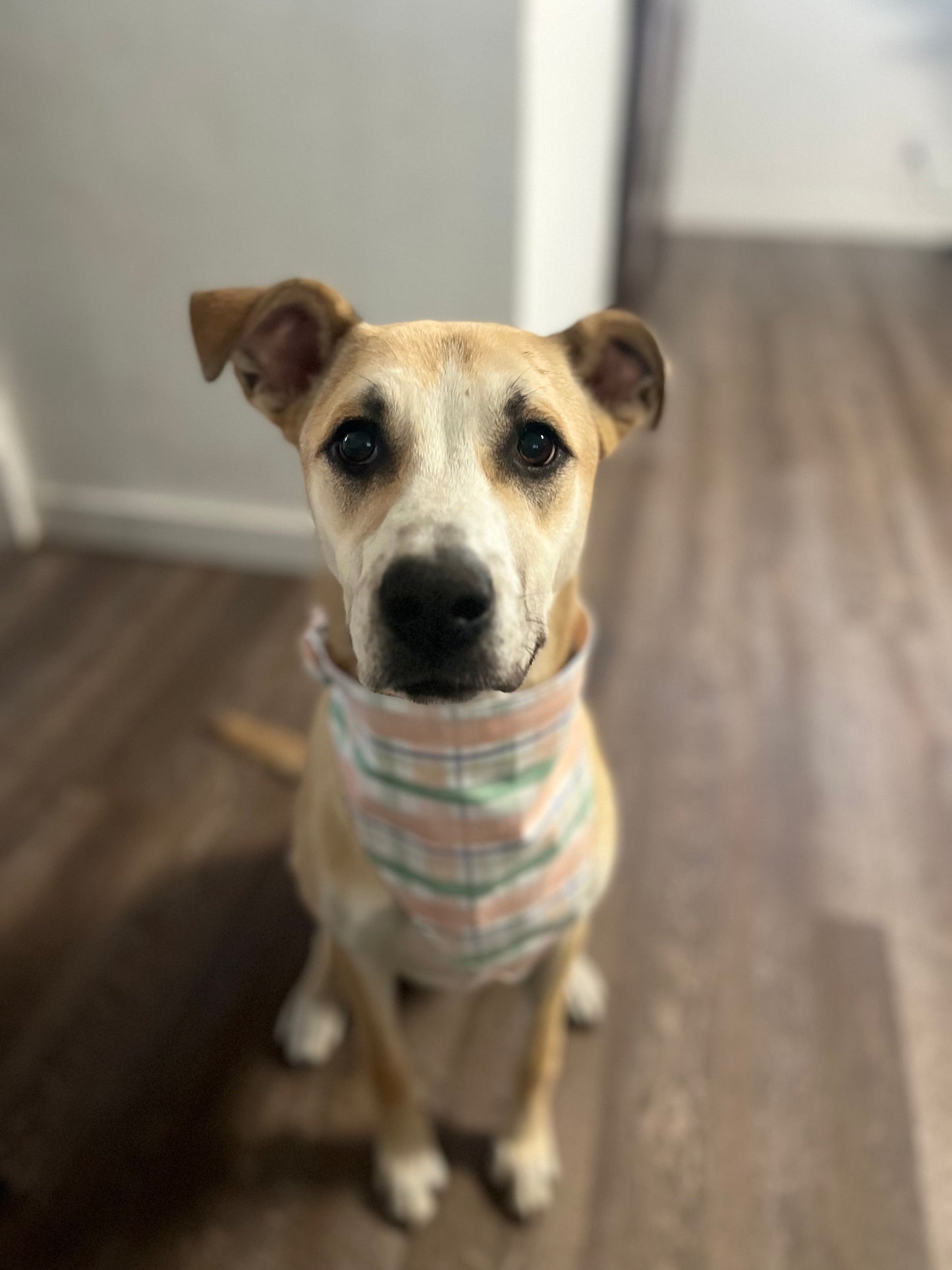Doggie Bandanna