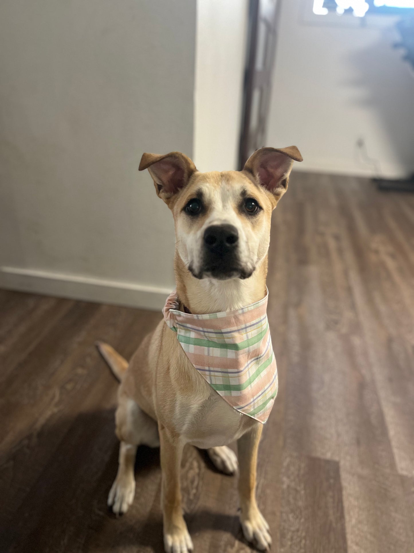Doggie Bandanna