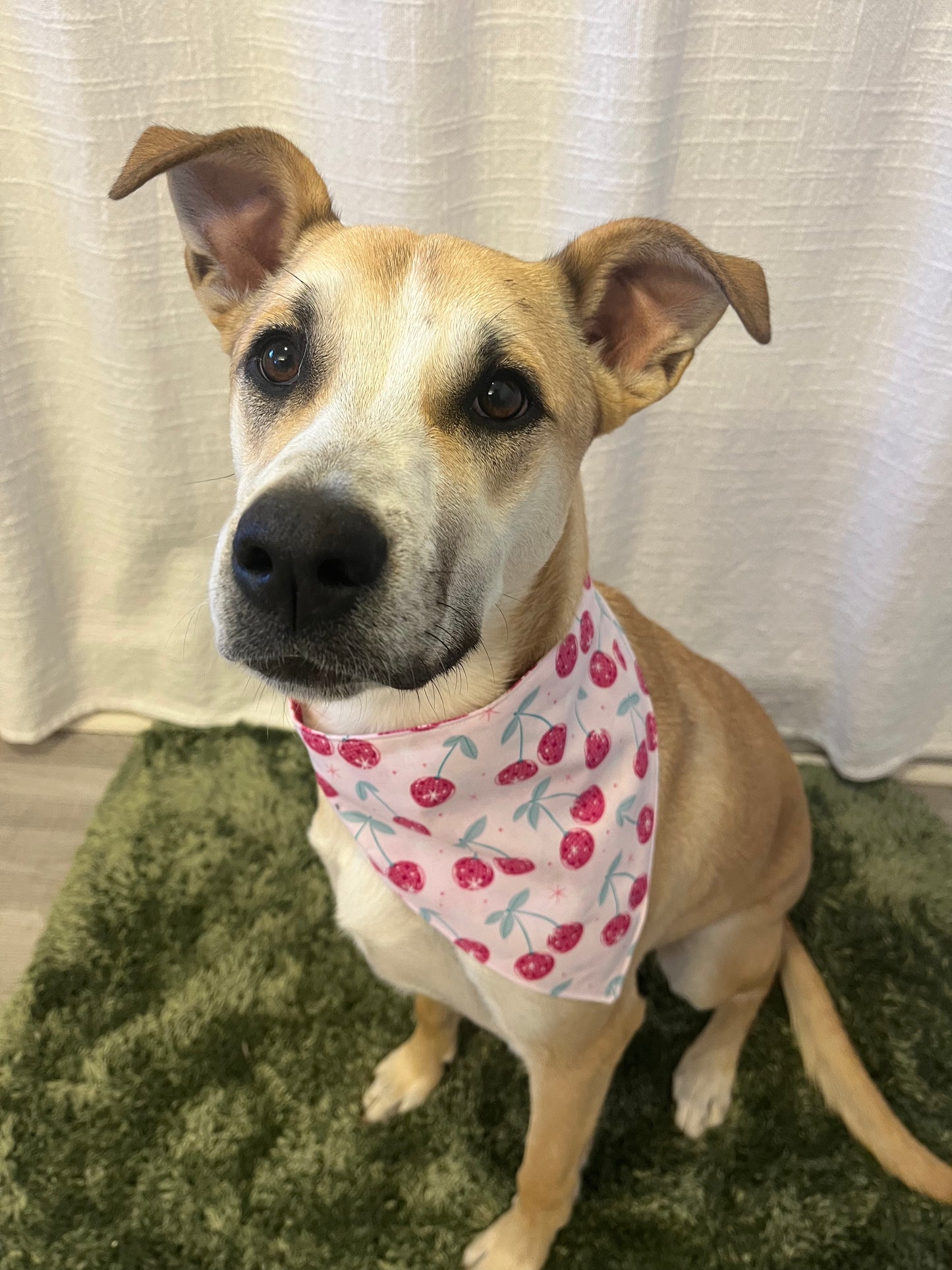 Doggie Bandanna